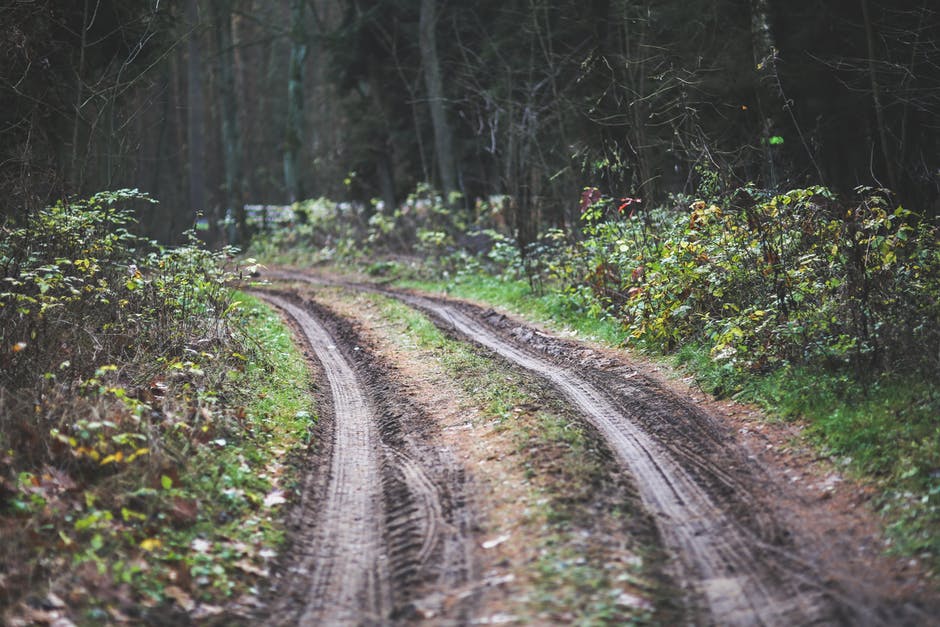 dirt road in forest